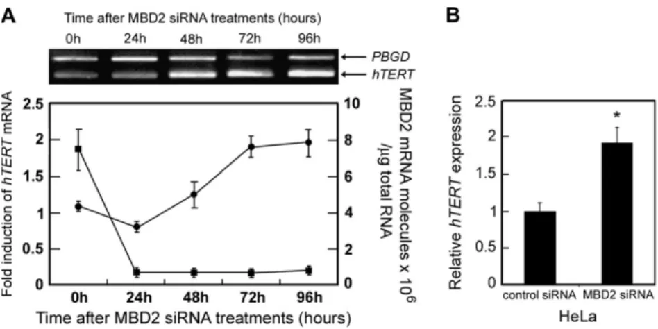 Fig. 3. Transient depletion of MBD2 proteins by MBD2-specific siRNA induces time-dependent stimulation of hTERT expression in HeLa cells