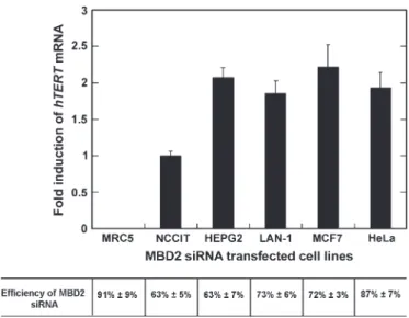 Fig. 6. Depletion of MBD2 by siRNA results in transcriptional activation of hTERT in hTERT-methylated telomerase-positive cancer cell lines