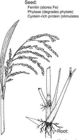 Fig. 4. Approach to iron fortification of rice.