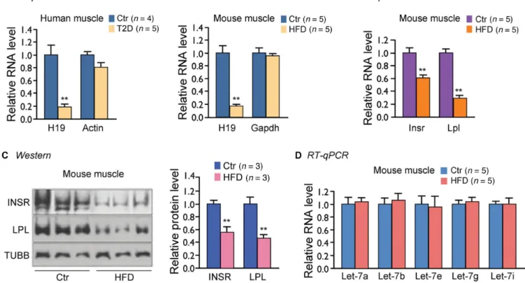 Figure 1. H19 is downregulated in skeletal muscle of diabetic human subjects and high fat diet (HFD) induced insulin resistant and diabetic mice