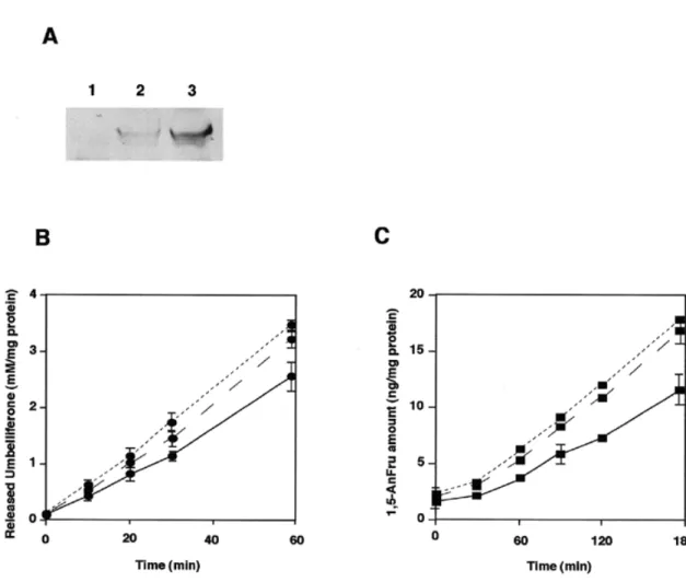 Fig. 4. Enzymatic activities of CHO cells transfected with pig liver glucosidase II. Western blot analysis of pig liver glucosidase II overexpressed in CHO cells was performed as described in the text