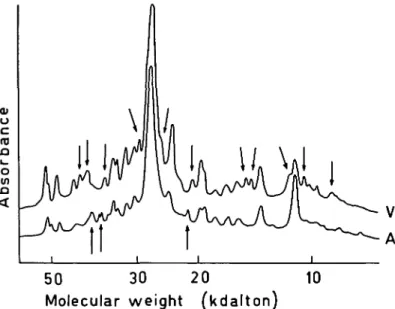 Figure 2 Densitometric traces of electrophoretograms with peptide patterns of myosin HC from normal left atrial and ventricular tissues after digestion with proteinase V8 (ratio to myosin HC, 005)