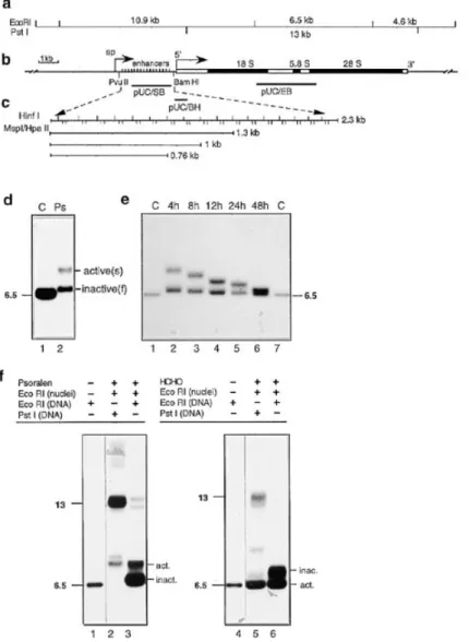 Figure 1. Psoralen and formaldehyde cross-linking of rat liver ribosomal chromatin and its accesibility to EcoRI digestion