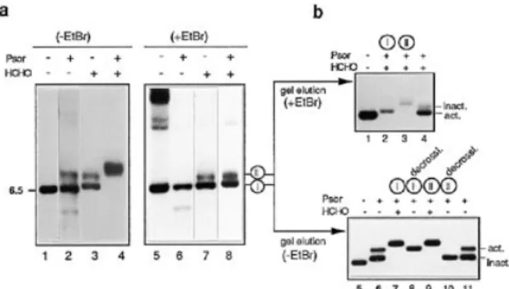 Figure 2. Double, psoralen and formaldehyde cross-linking of ribosomal chromatin. (a) Rat liver nuclei were cross-linked with psoralen, formaldehyde or both, and the purified DNA was digested with EcoRI to obtain the 6.5 kb fragment of the coding region