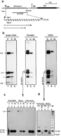 Figure 3. Methylation of rRNA gene enhancers in rat liver nuclei. (a) Structural organisation of rat rRNA gene enhancer region