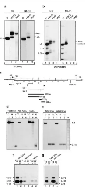 Figure 4. Different methylation patterns of coding and enhancers regions of rat C6 and N1-S1 cell lines