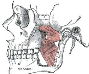 Fig. 1. Bones and muscles involved during mastication (10) .