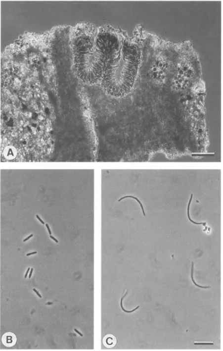 FIG. 4. Conidiomata and conidia of Buellia and Amandinea: A, Confluent pycnidia of B.