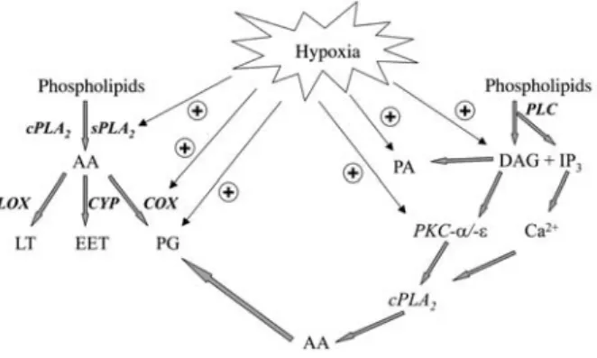 Figure 1 Overview of the effects of hypoxia on eicosanoid- eicosanoid-generating enzymes.