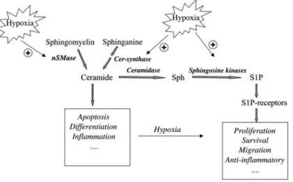 Figure 2 Schematic overview on the effects of hypoxia on sphingolipid metabolism.
