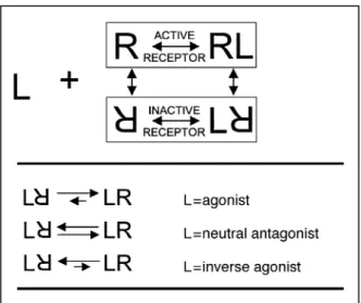 Fig 1 Two-state model of b-adrenergic receptor activation by competitive ligands. Signalling at the receptor includes binding of the ligand to the extracellular binding domain, transduction of the signal through conformational changes of the receptor and a