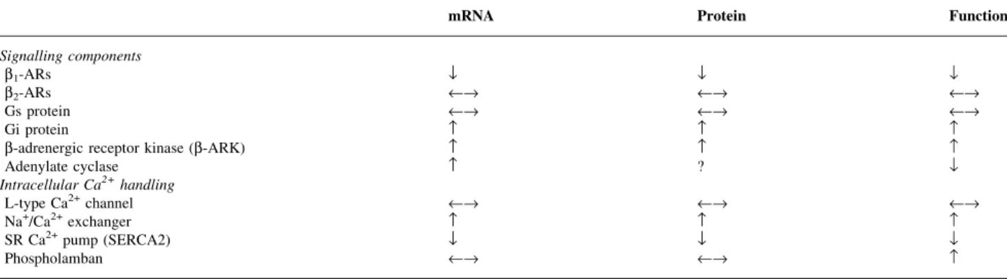 Fig 4 Cardiotoxicity of catecholamines. Adult rat ventricular myocytes (ARVMs) grown on coverslips were exposed to norepinephrine (NE) (10 mmol litre ±1 ) alone or in the presence of atenolol (AT) (10 mmol litre ±1 ) for 12 h and subjected to TUNEL (termin
