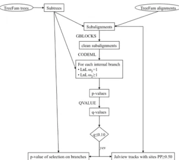 Figure 1. Flowchart of methods used to annotate positive selection in Selectome.
