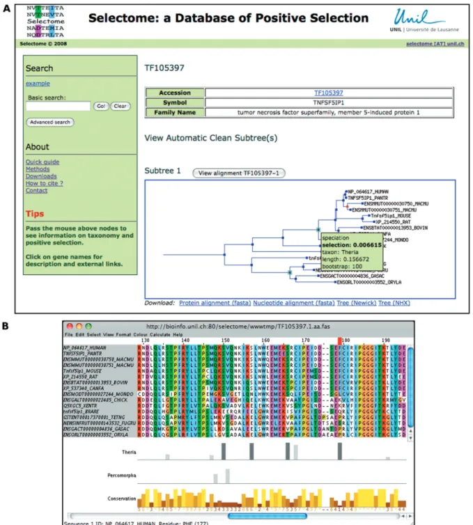 Figure 2. Screenshot of the view of positive selection on family TF105397 (tumor necrosis factor superfamily, member 5-induced protein 1).