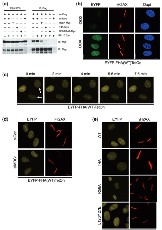 Figure 5. Dimerization of the Mdc1 N-terminal region in vivo. (a) The interaction between differentially tagged Mdc1 N-terminal fragments is dependent upon the intact FHA domain and Thr4 phosphorylation