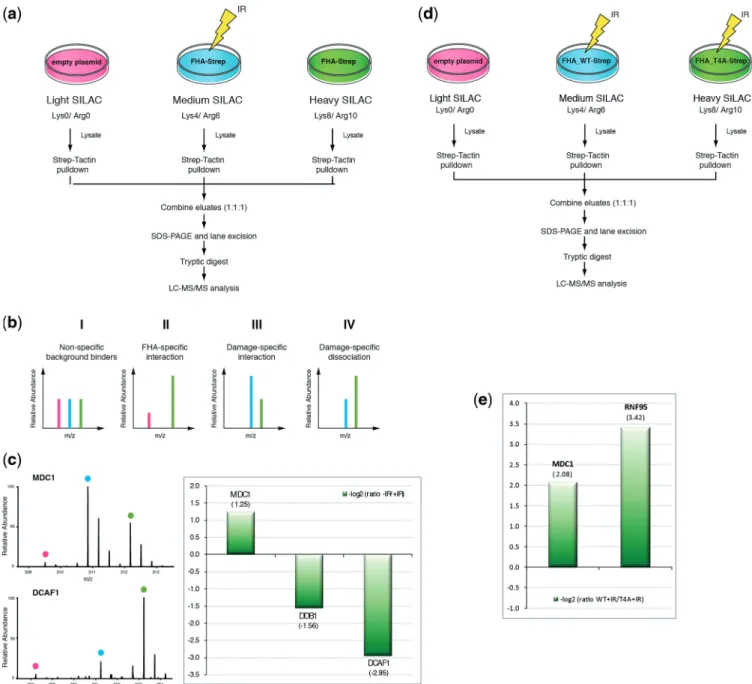 Figure 6. SILAC analysis FHA-dependent interactions of Mdc1. (a) Experimental scheme of the quantitative analysis of MDC1–FHA domain interaction partners