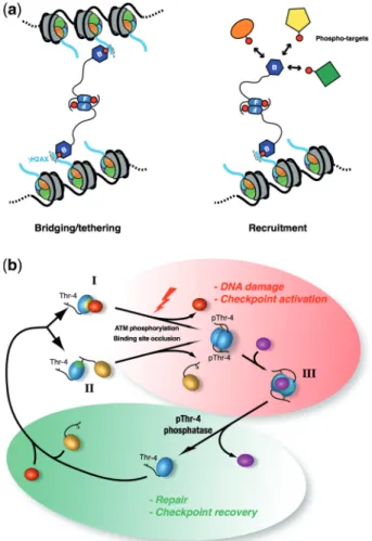 Figure 7. Dimerization regulates Mdc1 assembly and FHA domain interactions. (a) Dimeric Mdc1 as a super-scaffold