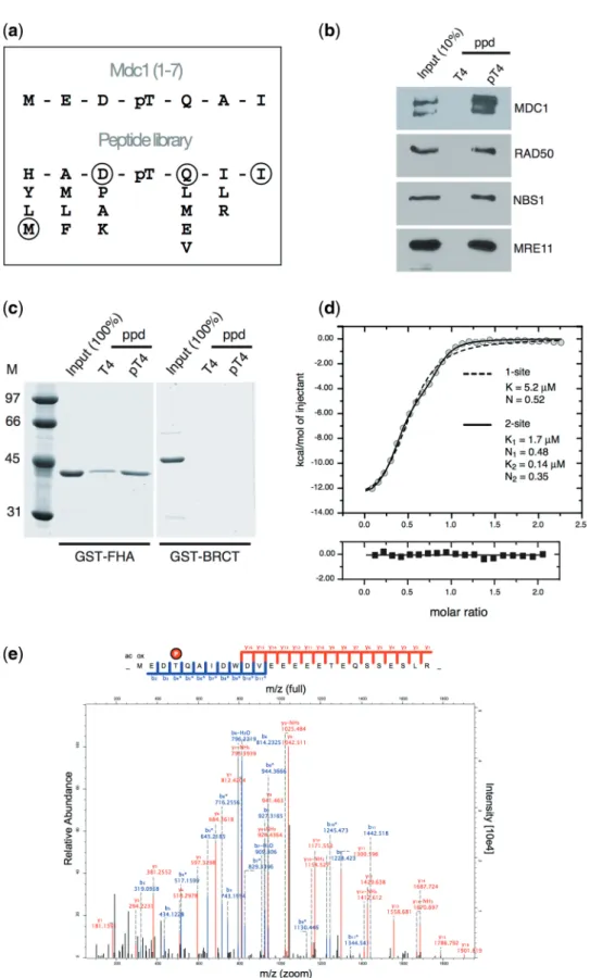 Figure 2. The phosphorylated Mdc1 N-terminus constitutes a recognition motif for the Mdc1–FHA domain