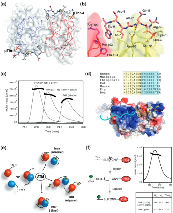 Figure 4. Head-to-tail dimerization is stabilized by pThr-4. (a) Structure of the Mdc1/pThr-4 peptide complex is shown as a Ca plot/surface representation with the peptide shown as sticks, viewed along the local 2-fold symmetry axis