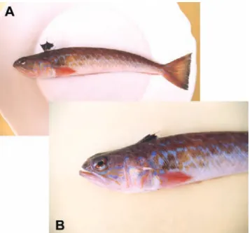 Figure 3. Weeverfish (Trachinus species), found in the Mediterranean Sea. Venomous spines are located on the dorsal fin (A) and the gill cover (B).