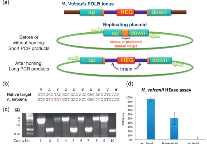 Figure 4. The PolB HEase of H. volcanii can cleave a target sequence from the human gene PolD1