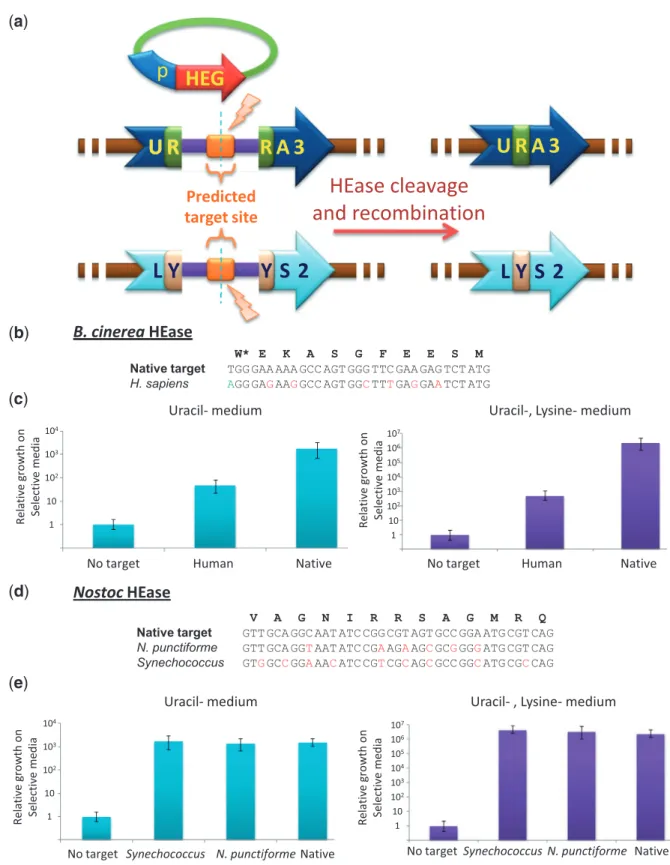 Figure 5. A yeast assay demonstrating the activity of different HEases on their native targets as well as on targets of therapeutic or biotechnological uses