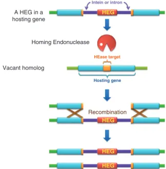 Figure 1. The Homing process. The homing endonuclease (HEase) is expressed from the HEG (red), residing in an intron or as an in-frame domain of an intein (purple) in a hosting gene (cyan)