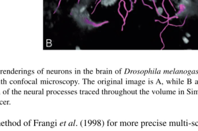 Fig. 1. 3D renderings of neurons in the brain of Drosophila melanogaster, acquired with confocal microscopy
