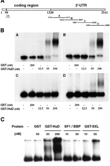 Figure 3. HuD binds neuroserpin 3′-UTR transcripts with high affinity. RNA–