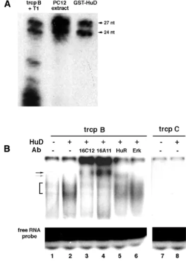 Figure 4. Localization of HuD binding sites in neuroserpin 3′-UTR. (A) HuD binds to three sites in the 3′-UTR of neuroserpin mRNA