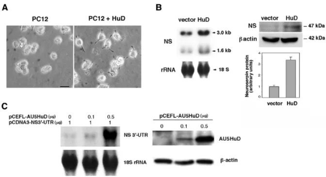 Figure 6. HuD increases neuroserpin expression in PC12 cells. (A) Stably transfected HuD induces formation of neurite-like processes in PC12 cells