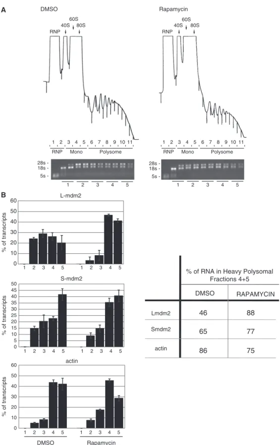 Figure 7. Polysomal re-recruitment assays in the presence of rapamycin. (A) HEK293T cells were hypertonically shocked to induce polysomal disaggregation