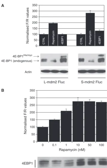 Figure 2. Both mdm2 5 0 -UTRs confer relative rapamycin resistance to a monocistronic construct