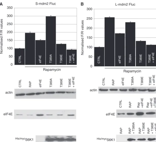 Figure 3. The relative rapamycin resistance conferred by the mdm2 5 0 -UTRs responds to the over-expression of the downstream mTORC1 effectors.
