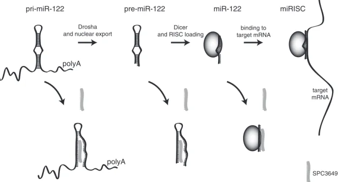 Figure 6. SPC3649 modulates the biogenesis of miR-122. Pri-miR-122 is processed by the Microprocessor to pre-miR-122, which is in turn processed by Dicer and passed to miRISC
