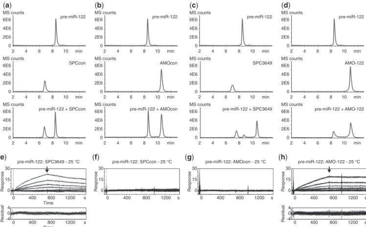 Figure 2. SPC3649 binds pre-miR-122 with nanomolar afﬁnity in vitro. Overlaid HPLC-MS chromatograms of synthetic pre-miR-122 (0.25mM) incubated with antimiRs (2.5 mM) in water: pre-miR-122 alone produces a single peak (top trace); antimiRs were analyzed al
