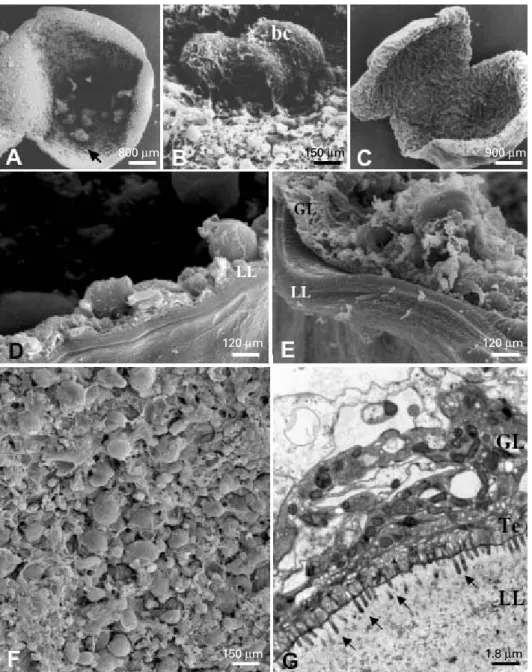 Fig. 1. Morphology and ultrastructure of Echinococcus metacestodes. (A) E. multilocularis metacestode, cut open to view the germinal layer with developing brood capsules (arrow) ; (B) SEM of brood capsules (bc) containing developing protoscoleces ; (C) E