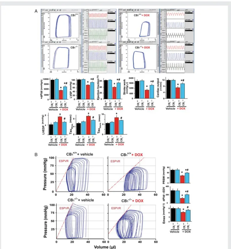 Figure 1 Improved DOX-induced acute cardiac dysfunction in CB 1 knockout mice. (A) Representative baseline pressure– volume (P – V) loops and derived parameters