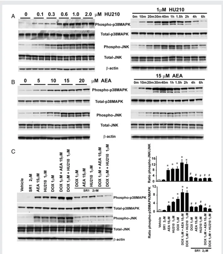 Figure 7 CB 1 receptor activation with synthetic/endogenous agonists or DOX induces CB 1 -dependent MAPK activation in human cardio- cardio-myocytes (HCM)