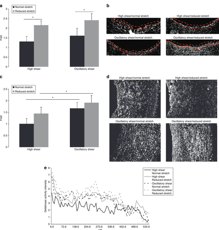 Figure 5 | Gelatinase activity and distribution. (a) The effect of reduced cyclic stretch and oscillatory shear stress on endothelial gelatinase activity as evaluated  by image analysis