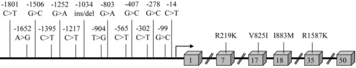 Figure 1. Schematic diagram of the locations of SNPs studied in the ABCA1 gene. Drawing not to scale.
