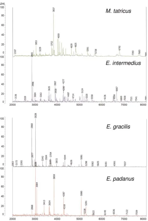 Fig. 1. Comparison of protein mass spectra of organisms belonging to E. gracilis, E. intermedius, E