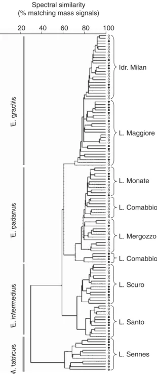 Fig. 2. Dendrogram based on the protein mass fingerprint patterns of all analyzed organisms (females, empty circle; males, full circle;