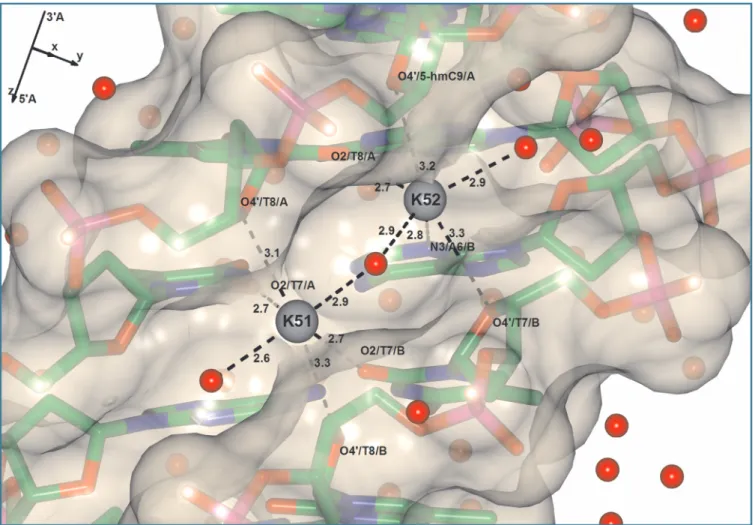 Figure 4. Structure and Conolly surface of the minor groove of DDh9. Two K + cations are represented with gray circles