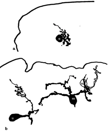 Fig. 2. Pineal organ. Reconstructions of GABA-immunoreactive neu- neu-rons from camera lucida drawings of 3-/mi-thick horizontal serial  sec-tions, [a] A unipolar neuron with short dendritic branches, [b] Some GABA-IR neurons extend their neurites in the h
