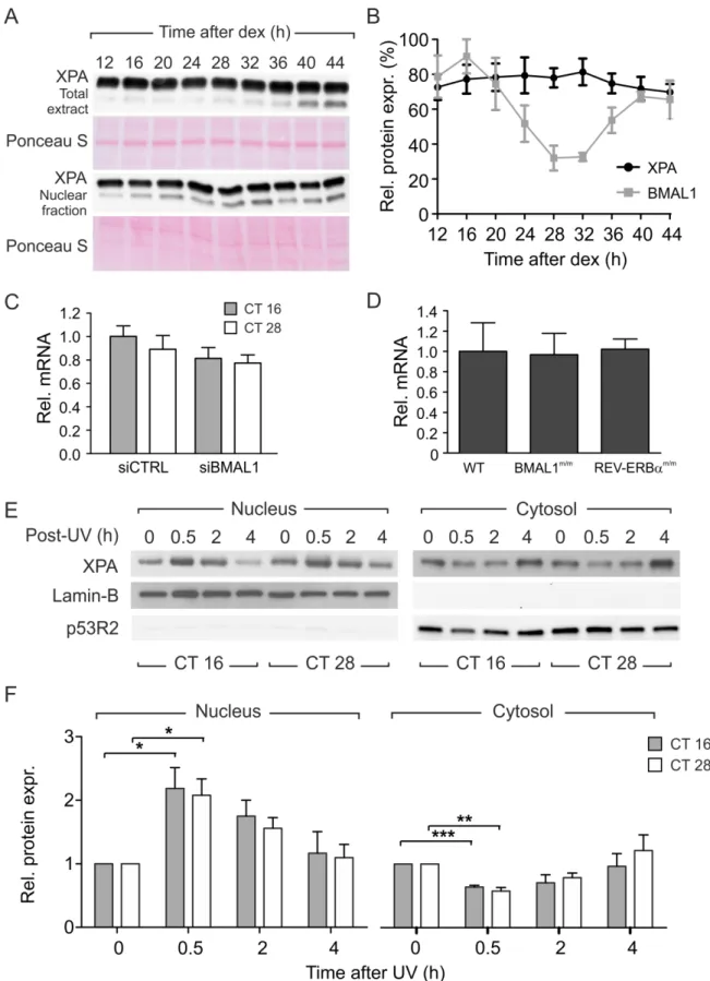 Figure 4. XPA gene expression and protein localization. (A) Representative western blot depicting the amounts of XPA protein in total and nuclear extracts.