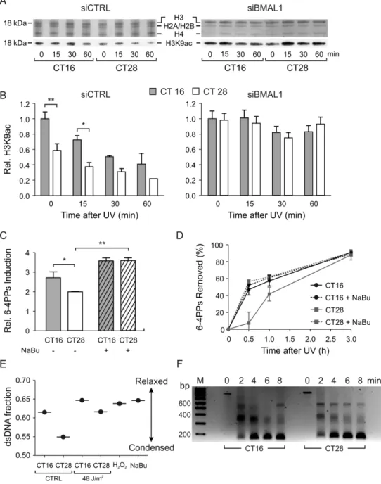 Figure 5. Analysis of chromatin conformation in C63 cells at CT16 and CT28. (A) Representative western blot of histones H3, H2A / H2B, H4 and H3K9ac of C63 cells transfected with siCTRL or siBmal1 and UV-irradiated at CT16 and CT28