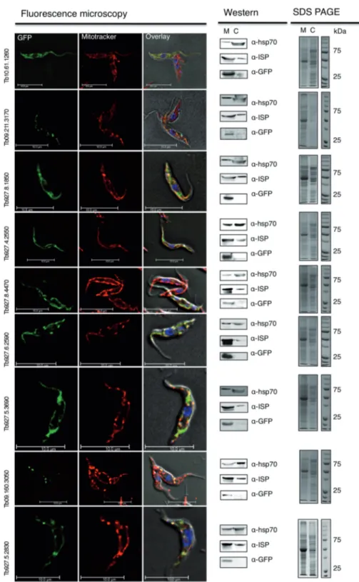 Figure 2. Localization of predicted MitoCarta proteins. The ﬂuorescence microscopy images from nine GFP tagged proteins that were randomly picked from our prediction are shown