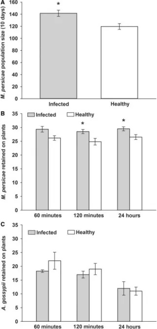 Fig. 3 Quality and palatability of P1-CMV-infected pepper to M. persicae. (A) Myzus persicae population size on infected and healthy (mock-inoculated) plants after 10 days (N ¼ 10).