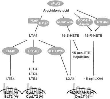 Figure 1 Biosynthetic pathways and receptors for leukotrienes and lipoxins derived from the omega-6 fatty acid, arachidonic acid.